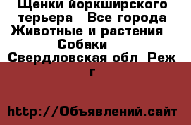 Щенки йоркширского терьера - Все города Животные и растения » Собаки   . Свердловская обл.,Реж г.